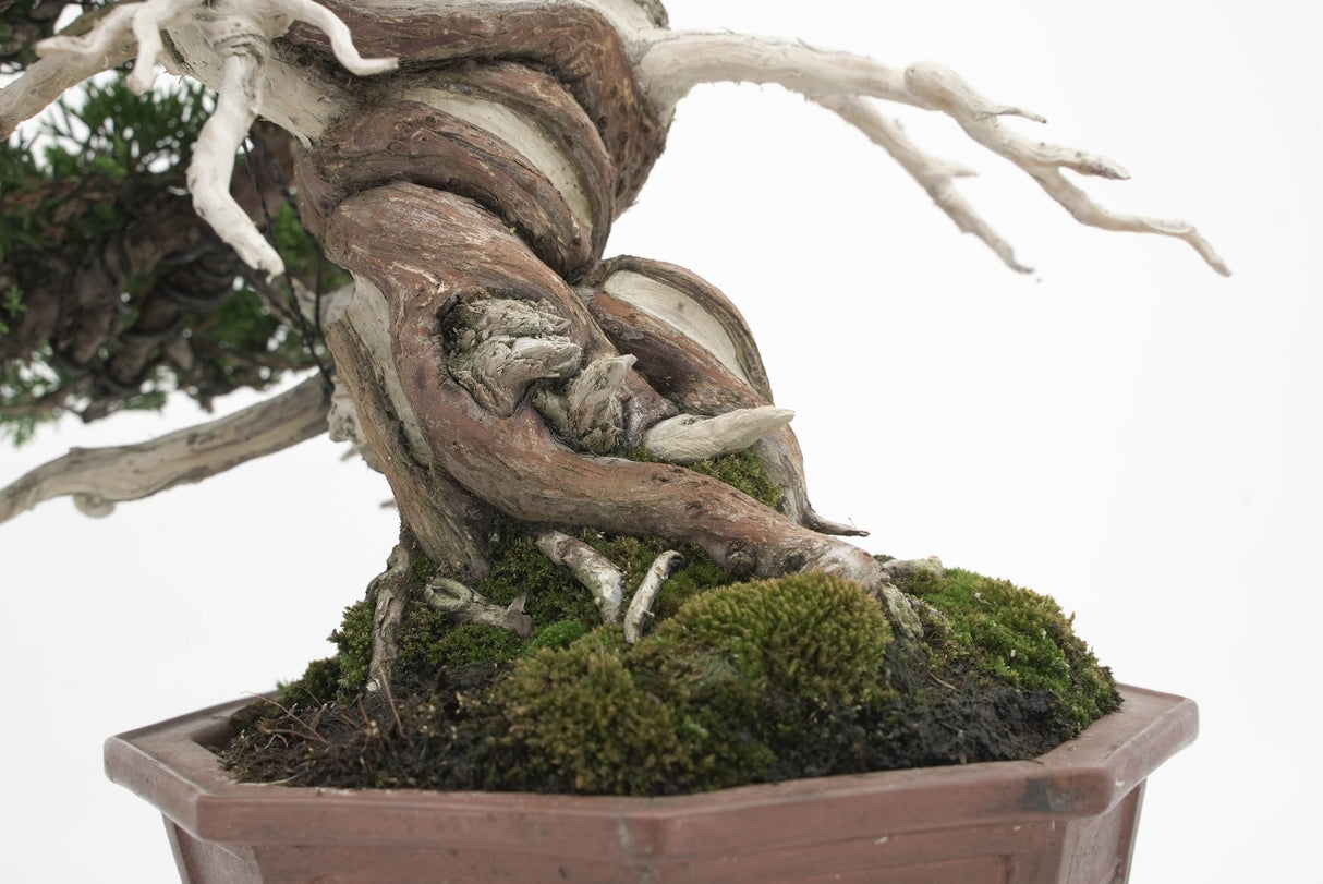 真柏 平松 No.005|小品盆栽