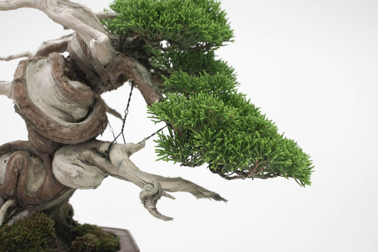 真柏 平松 No.005|小品盆栽