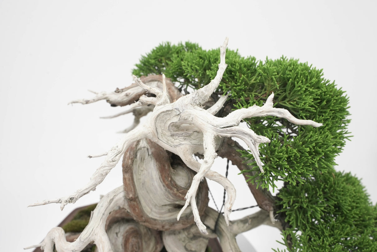 真柏 平松 No.005|小品盆栽