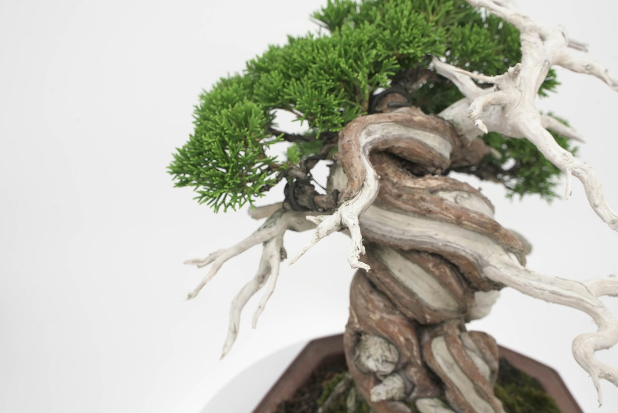 真柏 平松 No.005|小品盆栽