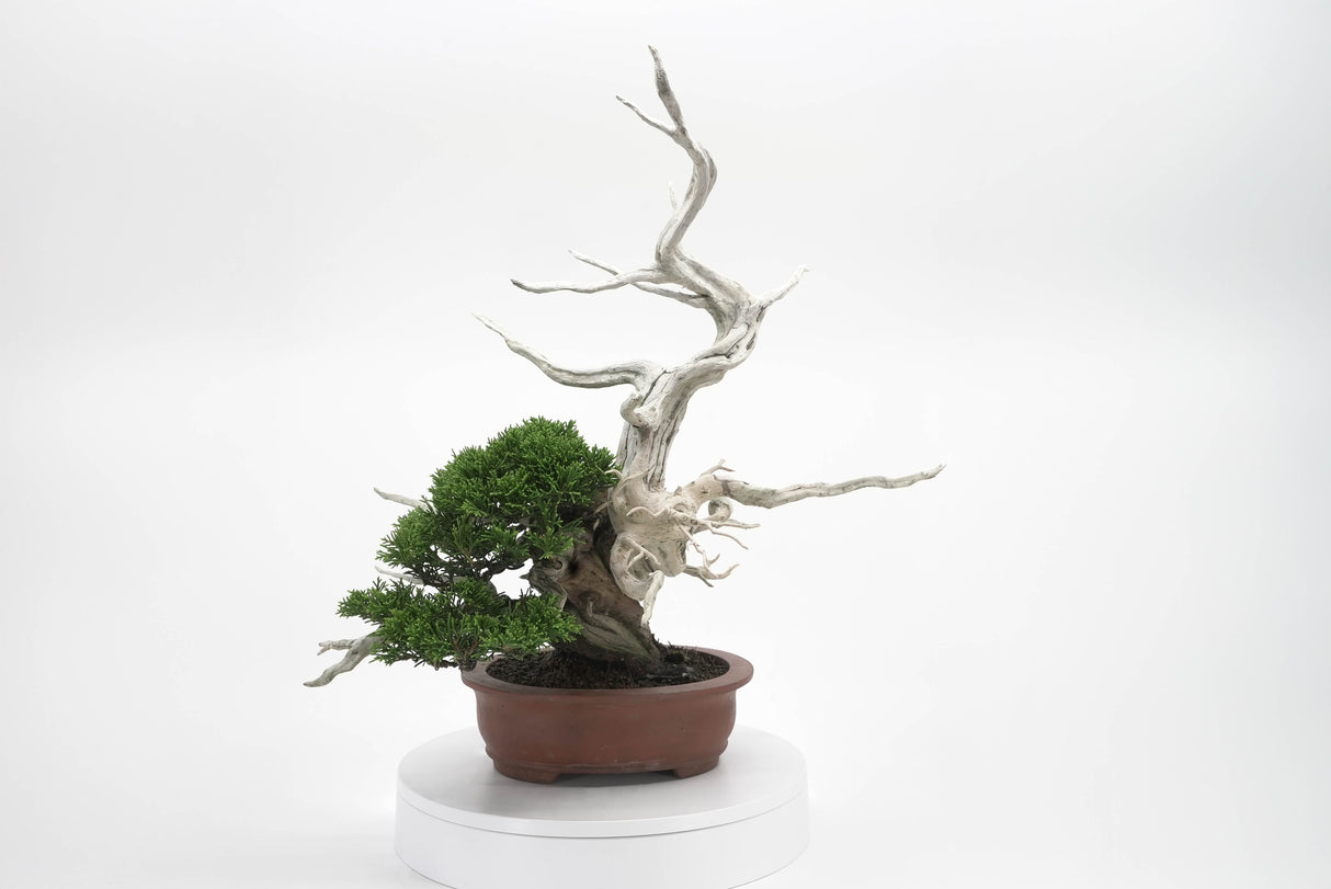 真柏 平松 No.007|小品盆栽