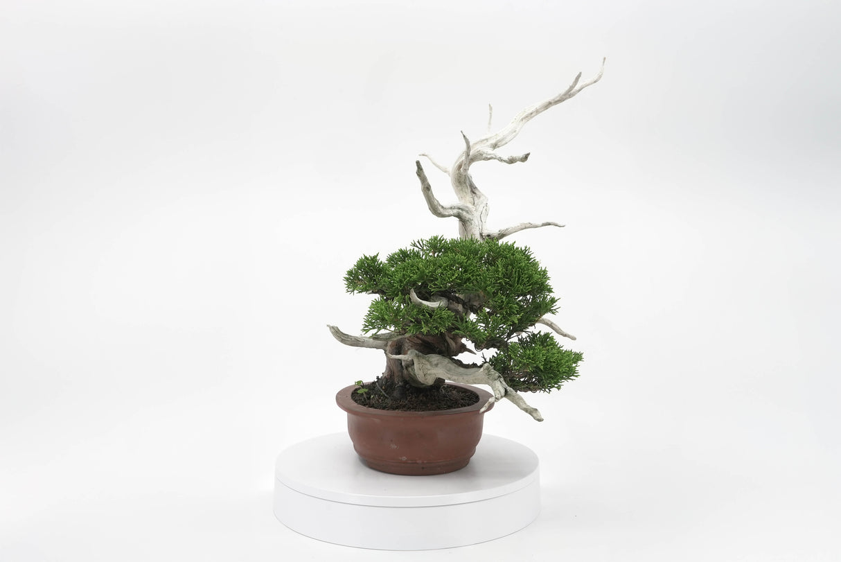 真柏 平松 No.007|小品盆栽