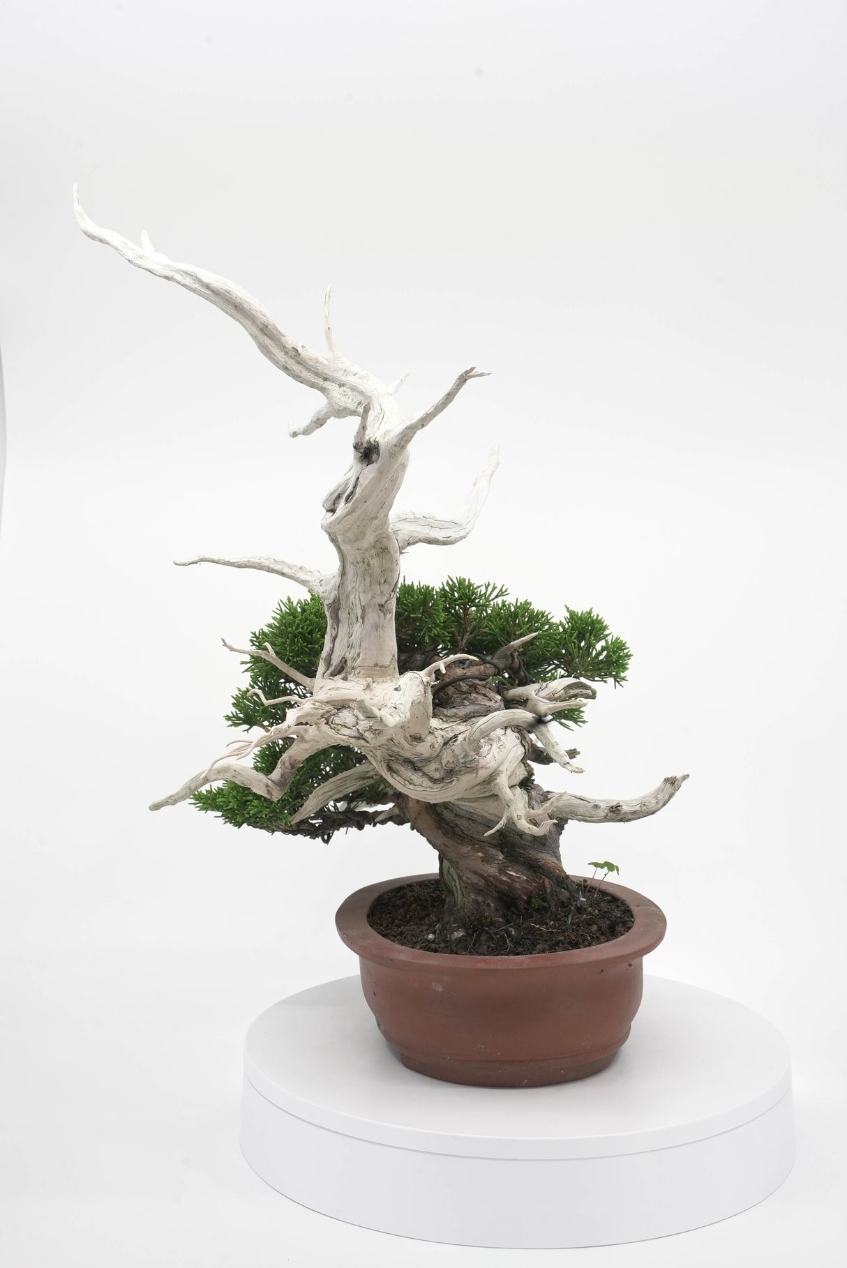 真柏 平松 No.007|小品盆栽