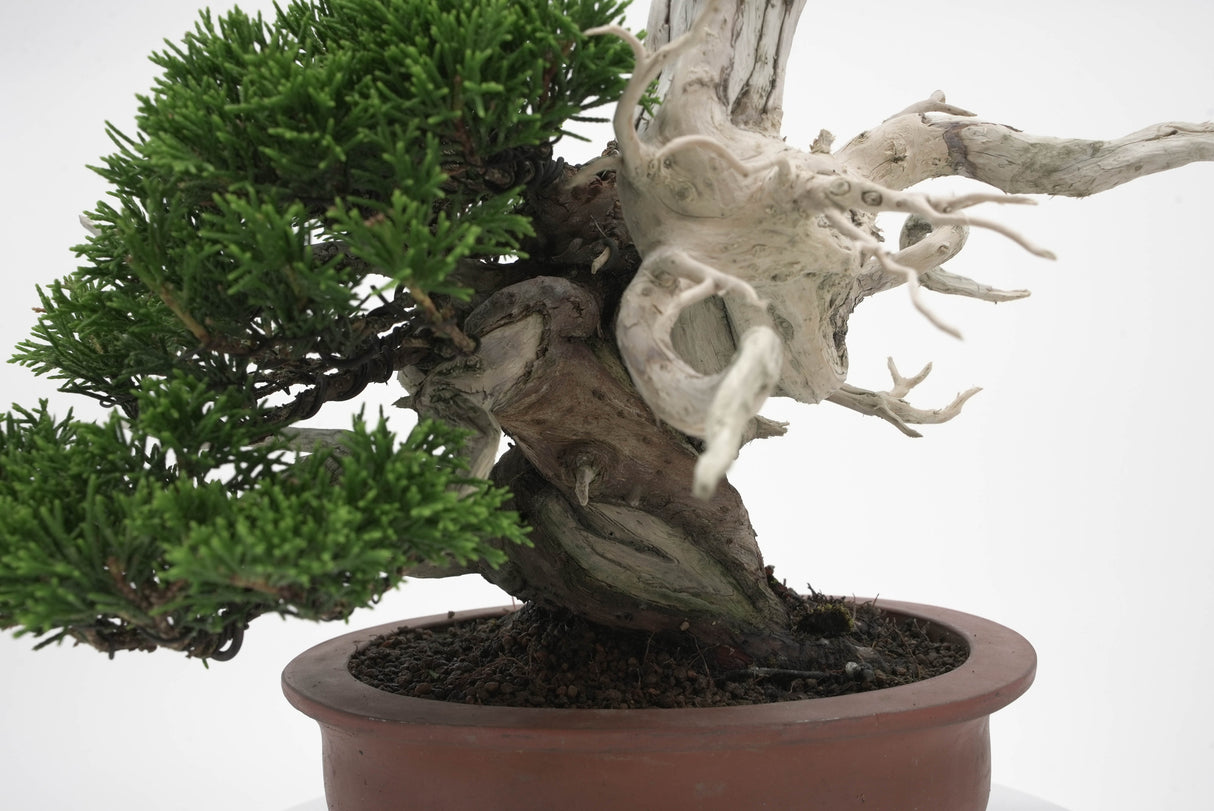 真柏 平松 No.007|小品盆栽