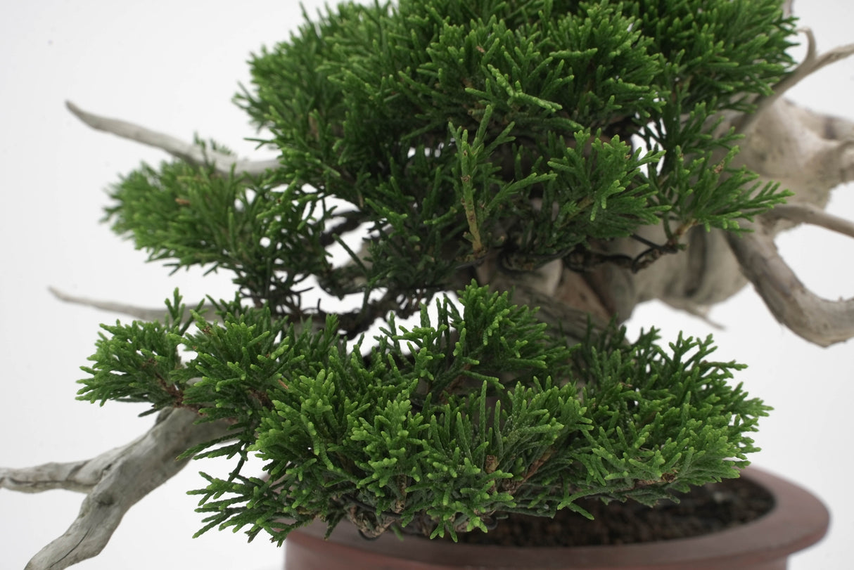 真柏 平松 No.007|小品盆栽