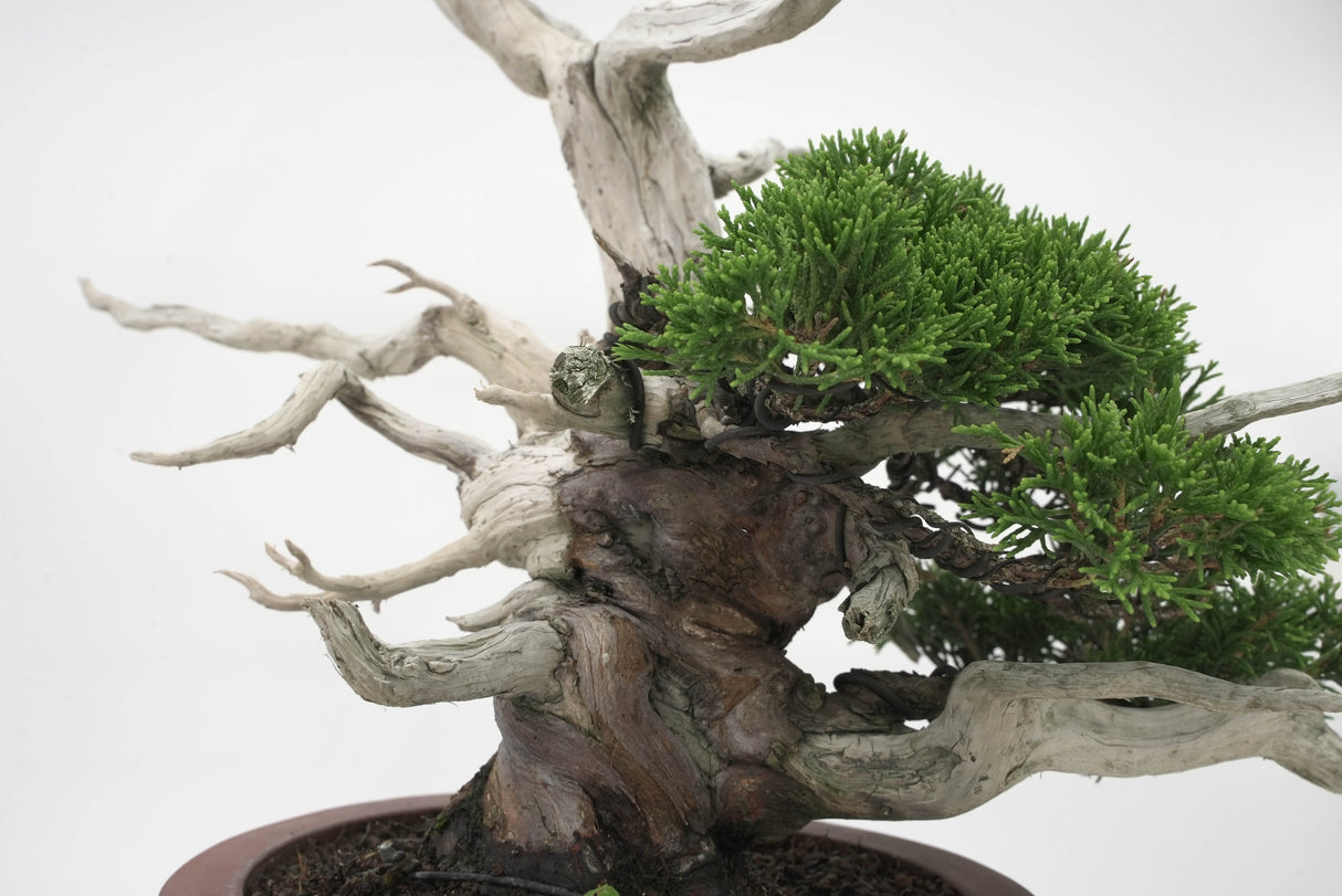 真柏 平松 No.007|小品盆栽