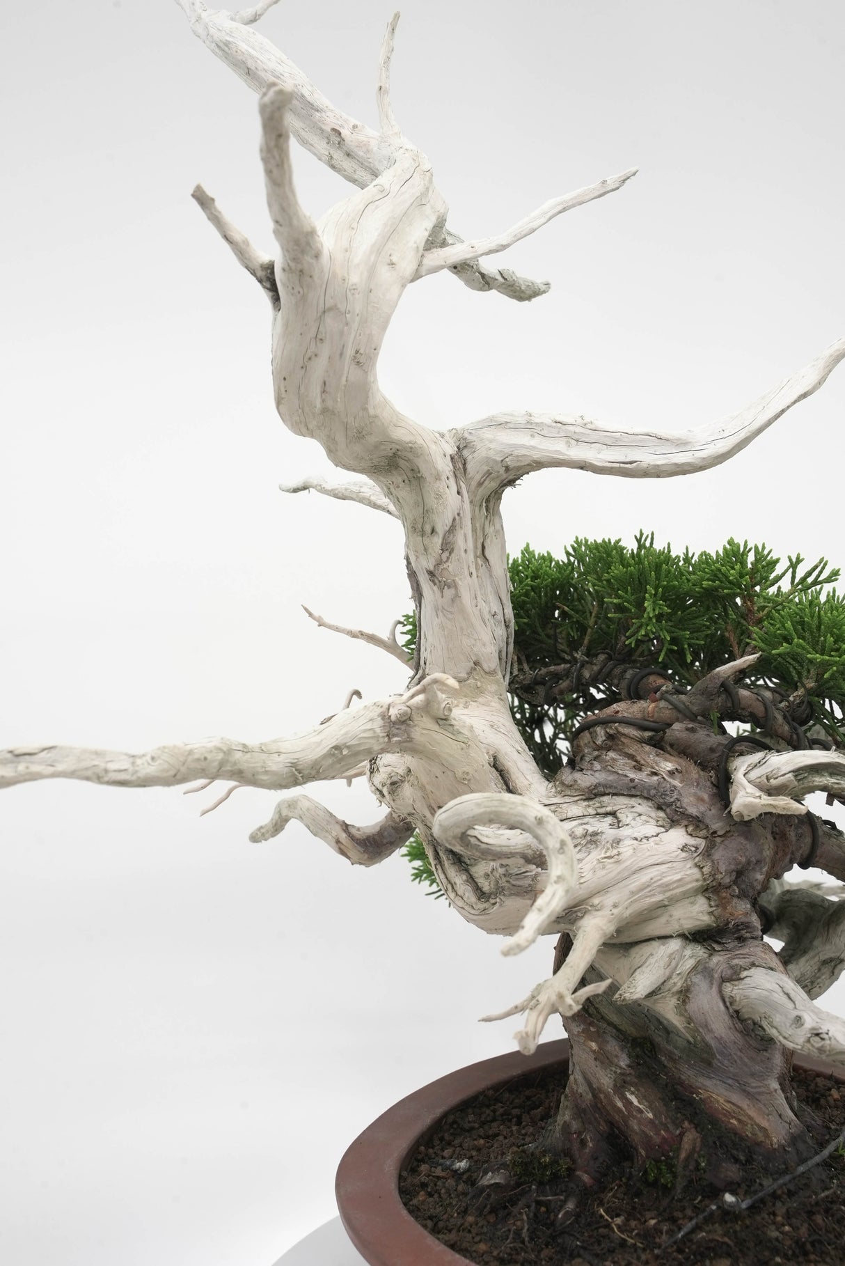 真柏 平松 No.007|小品盆栽