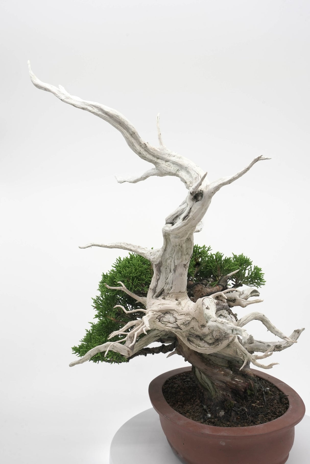 真柏 平松 No.007|小品盆栽