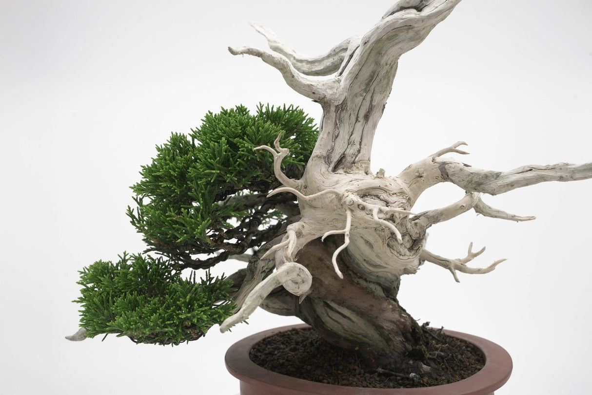 真柏 平松 No.007|小品盆栽