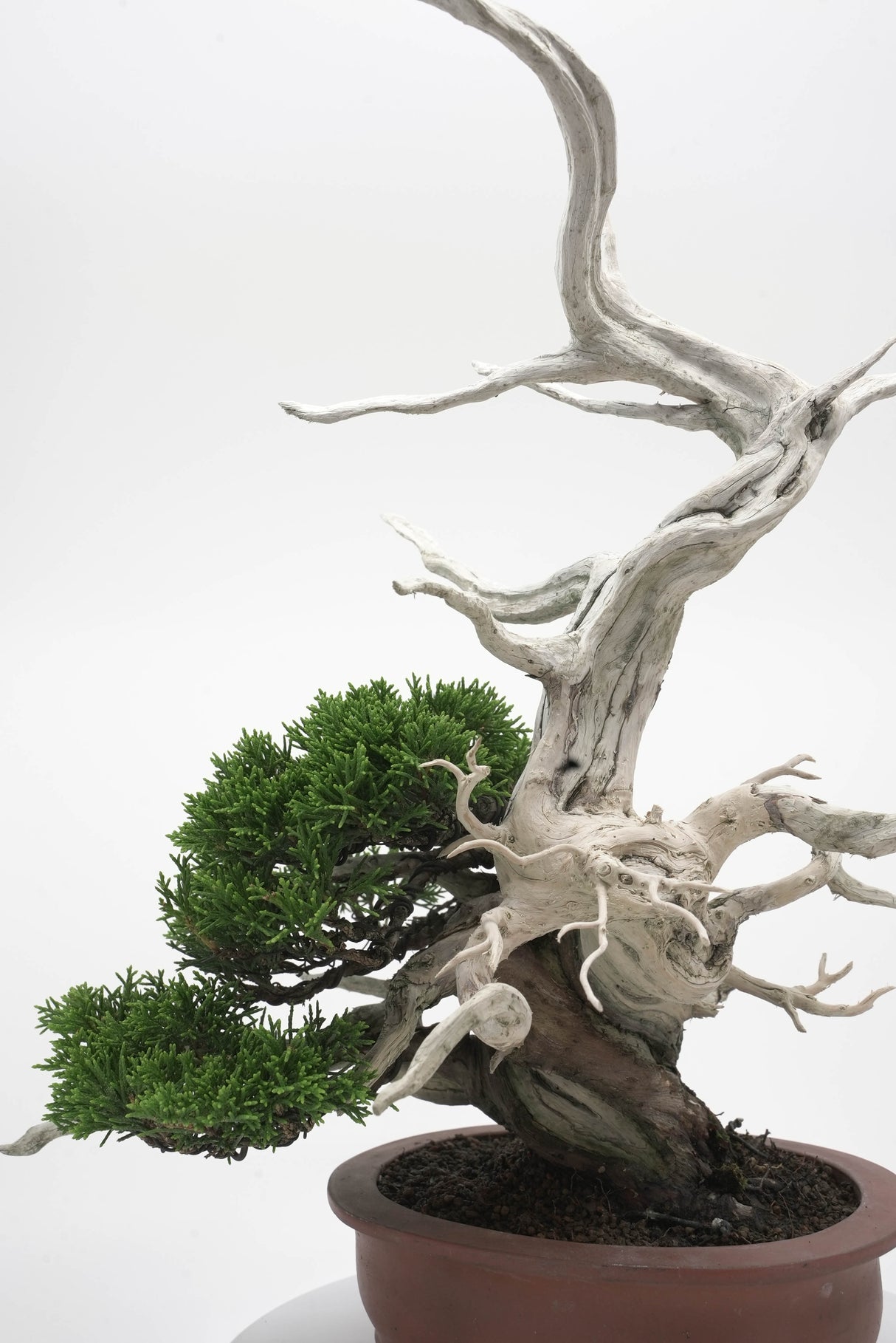 真柏 平松 No.007|小品盆栽