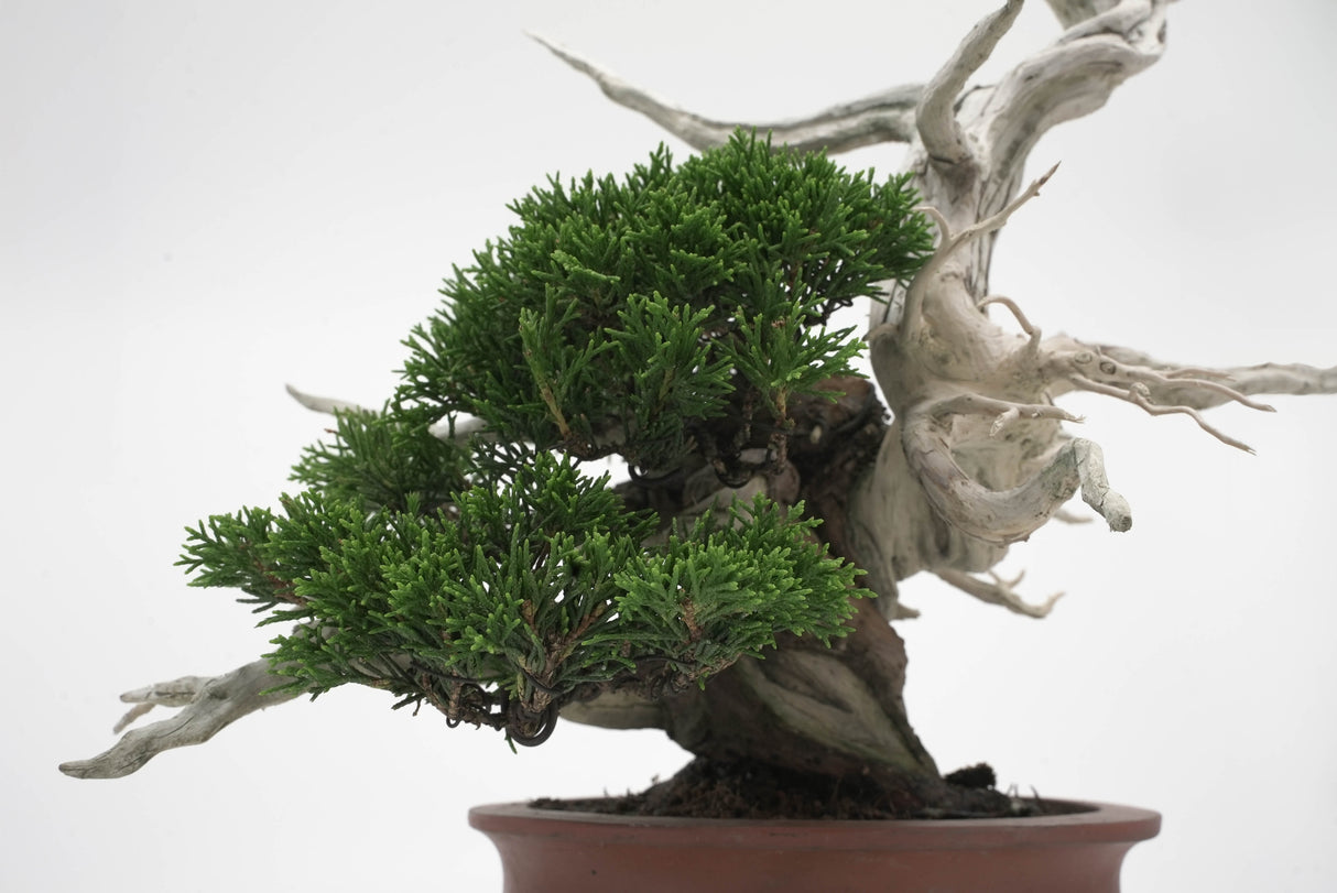 真柏 平松 No.007|小品盆栽