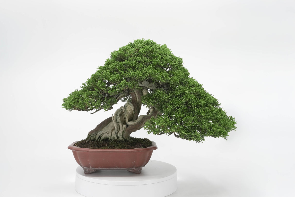 真柏 平松 No.009|小品盆栽