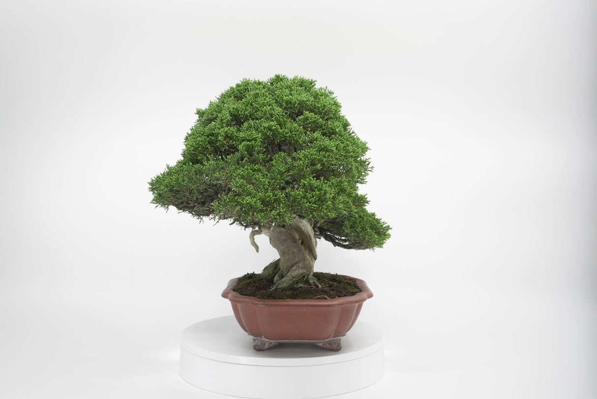 真柏 平松 No.009|小品盆栽