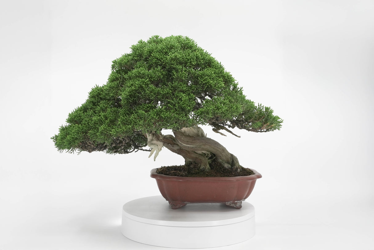 真柏 平松 No.009|小品盆栽