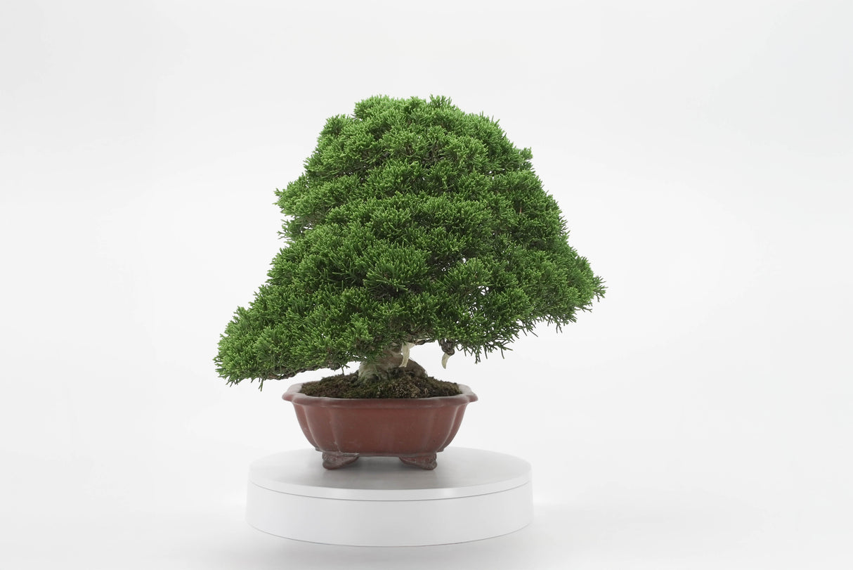 真柏 平松 No.009|小品盆栽