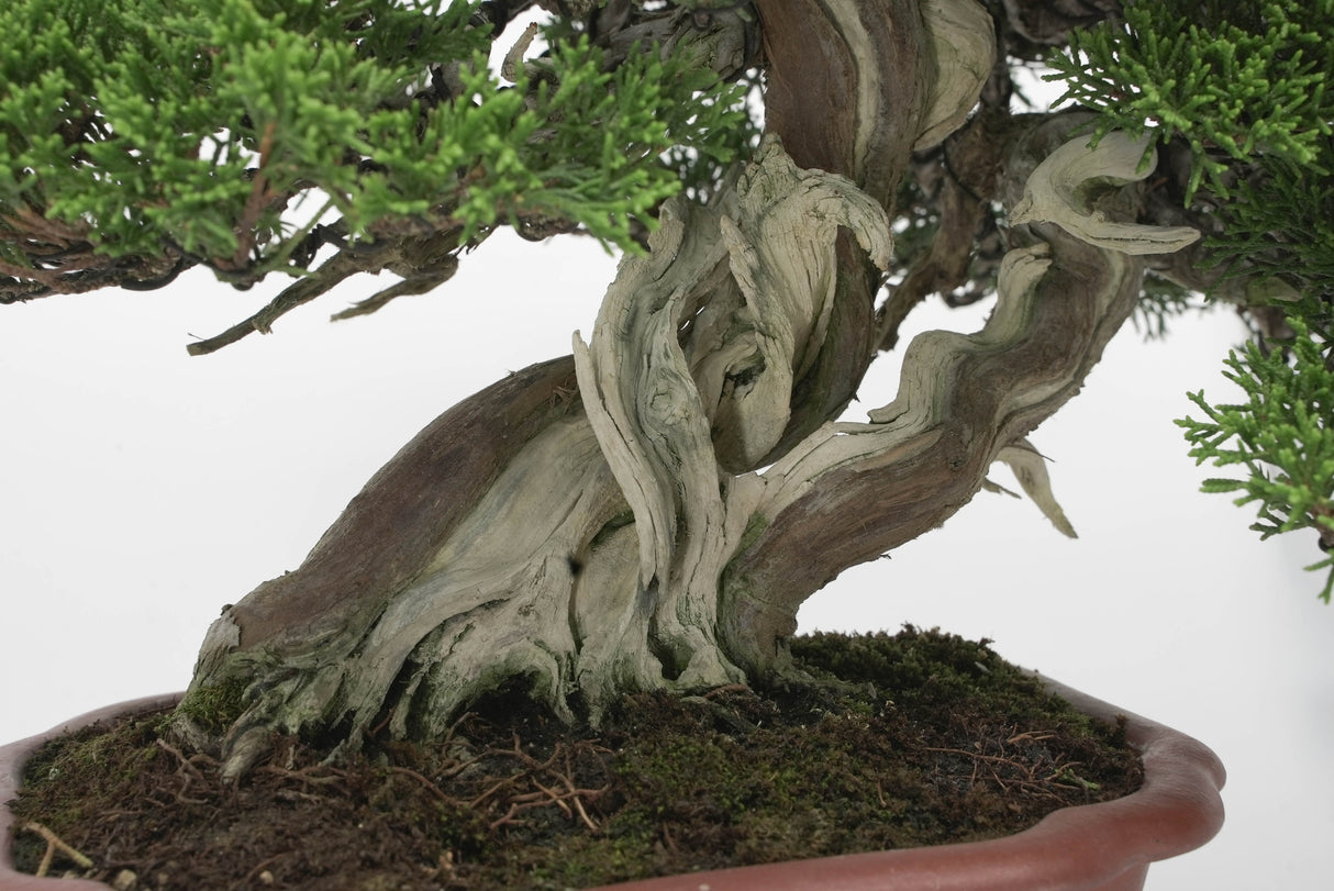 真柏 平松 No.009|小品盆栽