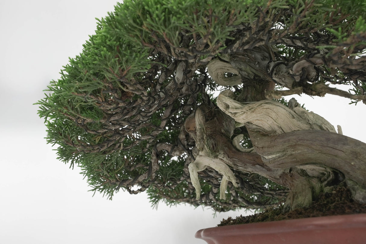 真柏 平松 No.009|小品盆栽