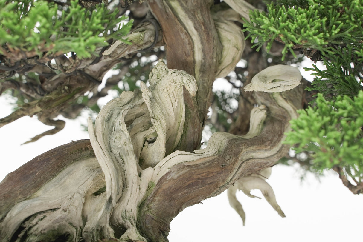 真柏 平松 No.009|小品盆栽