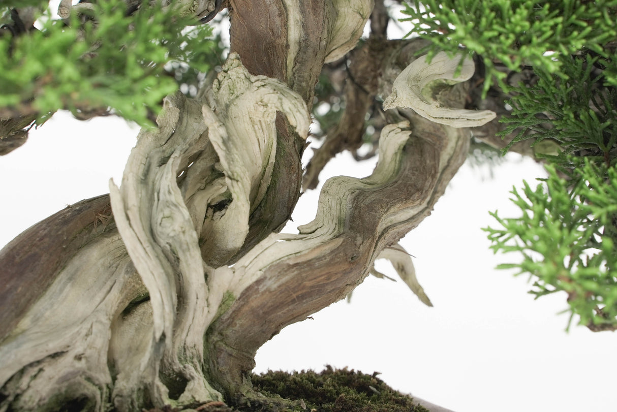 真柏 平松 No.009|小品盆栽