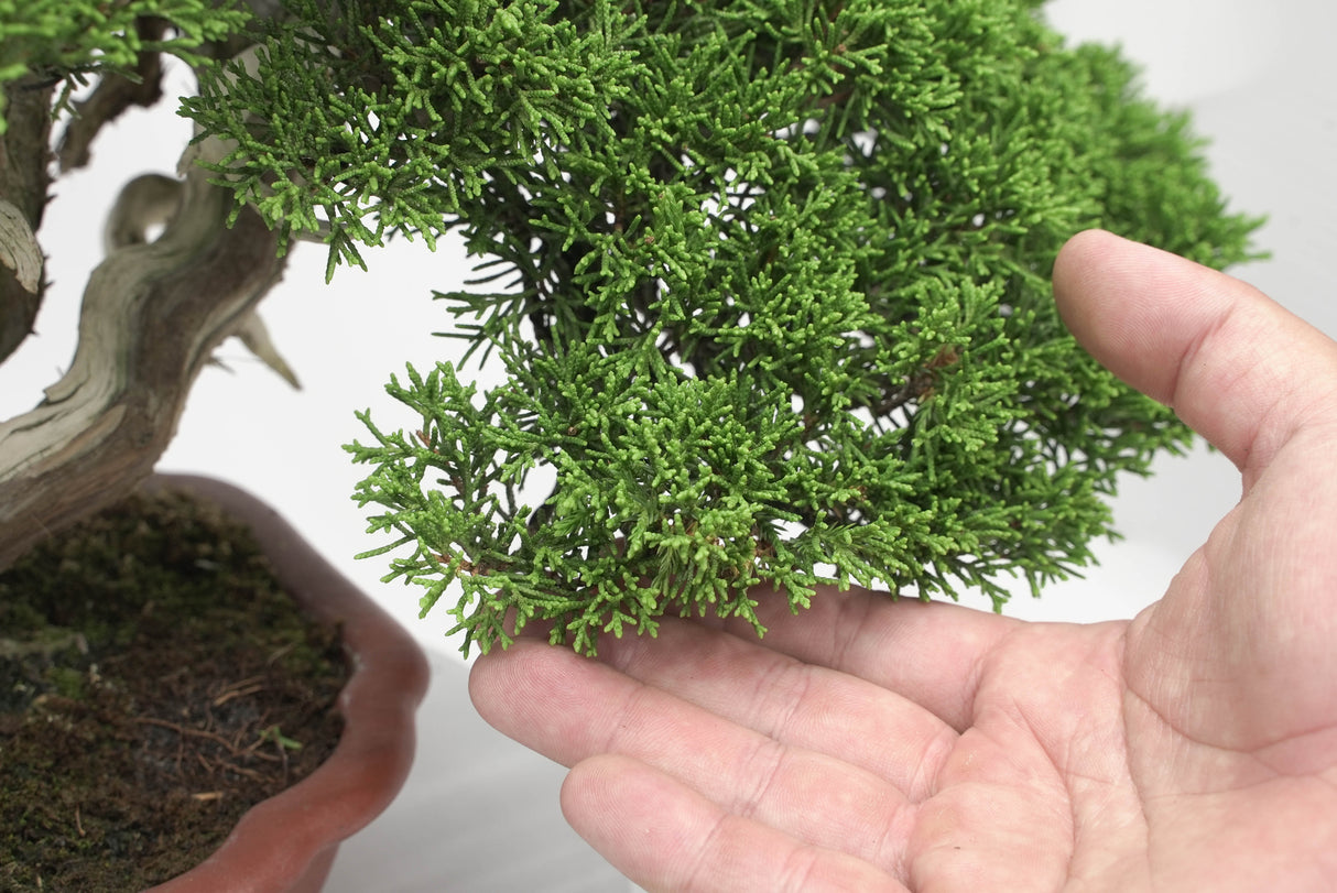 真柏 平松 No.009|小品盆栽