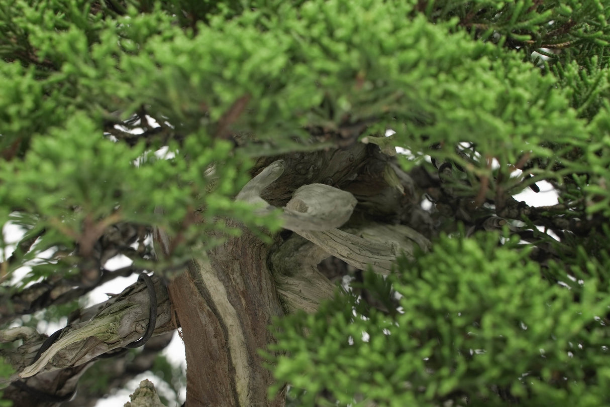 真柏 平松 No.009|小品盆栽