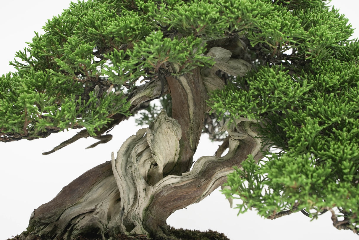 真柏 平松 No.009|小品盆栽