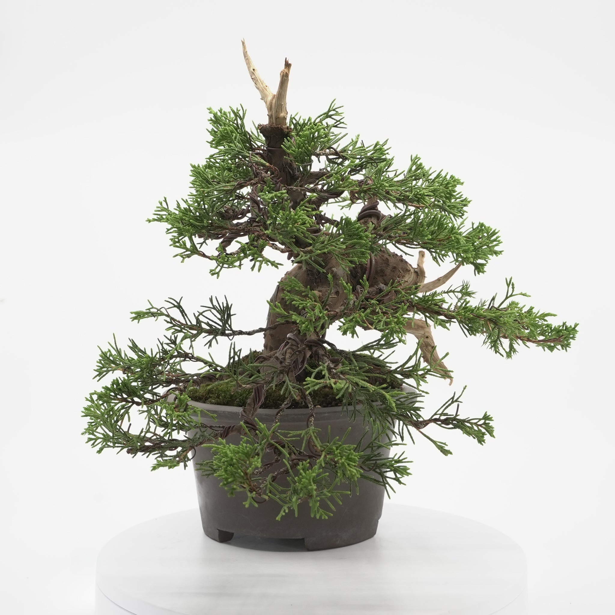 すべての商品 – 平松春松園オンラインショップ