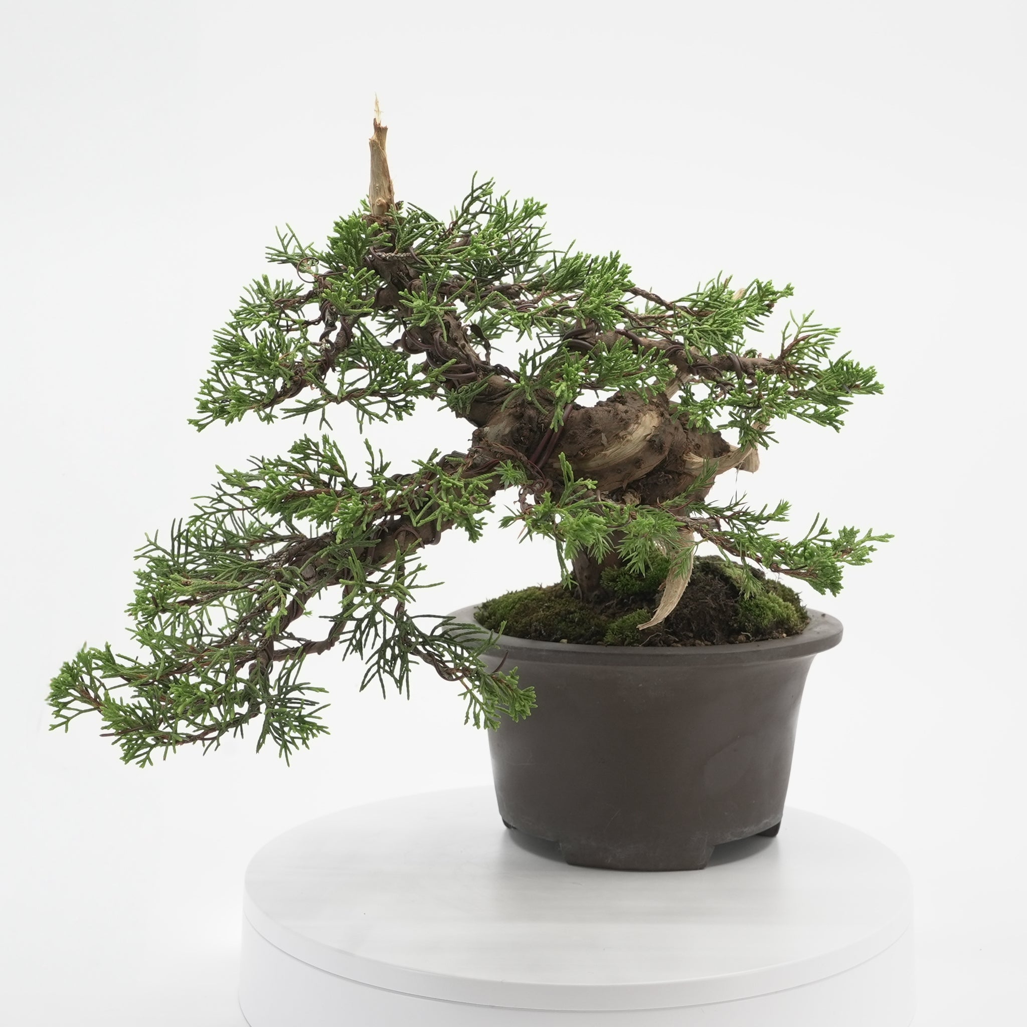 すべての商品 – 平松春松園オンラインショップ