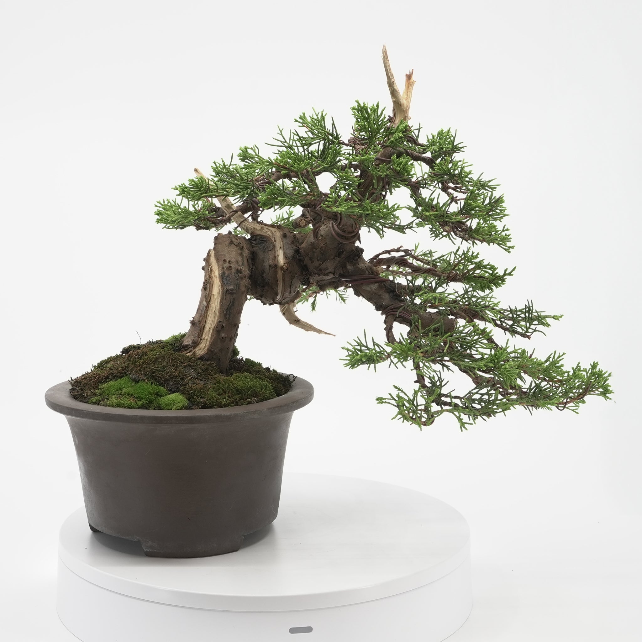 すべての商品 – 平松春松園オンラインショップ