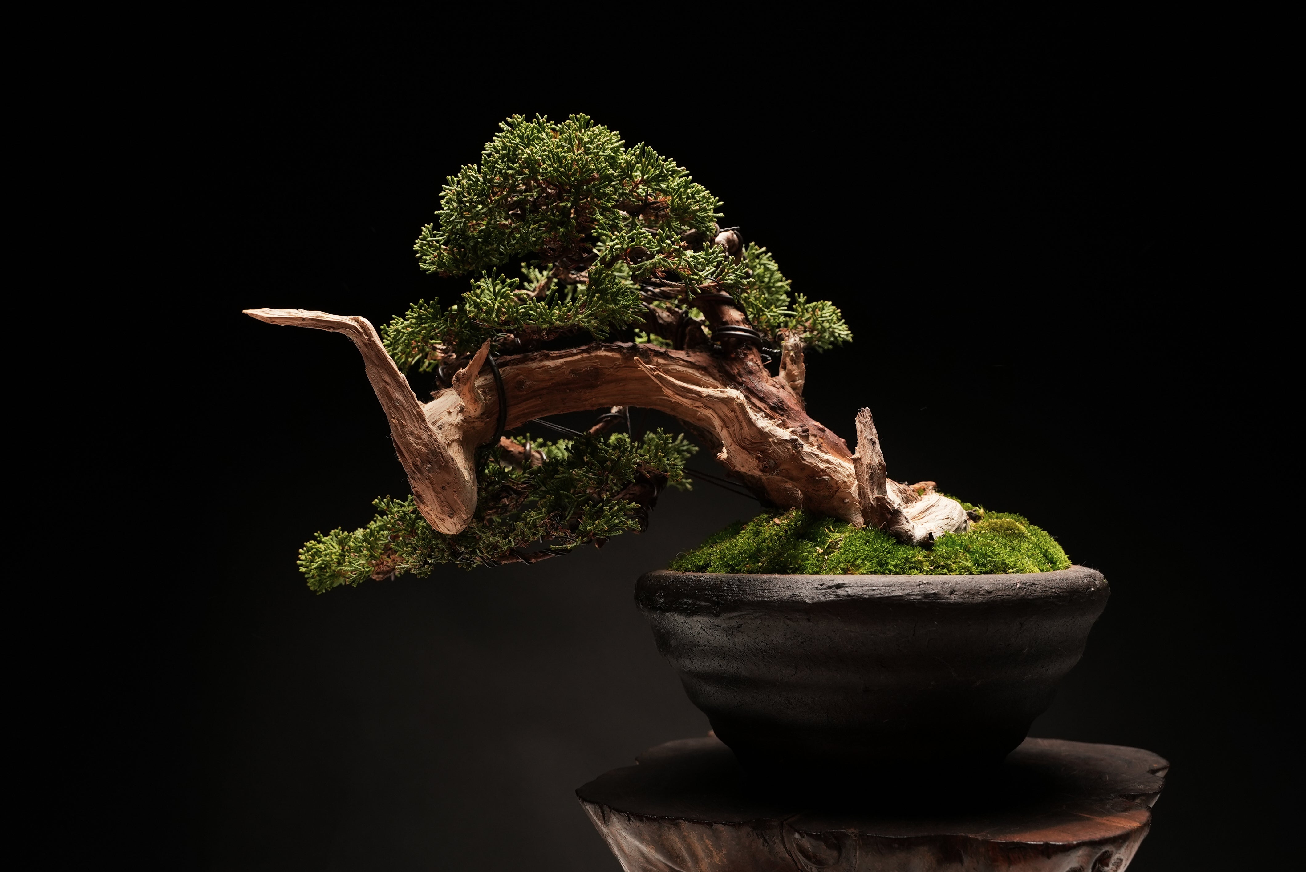 すべての商品 – 平松春松園オンラインショップ