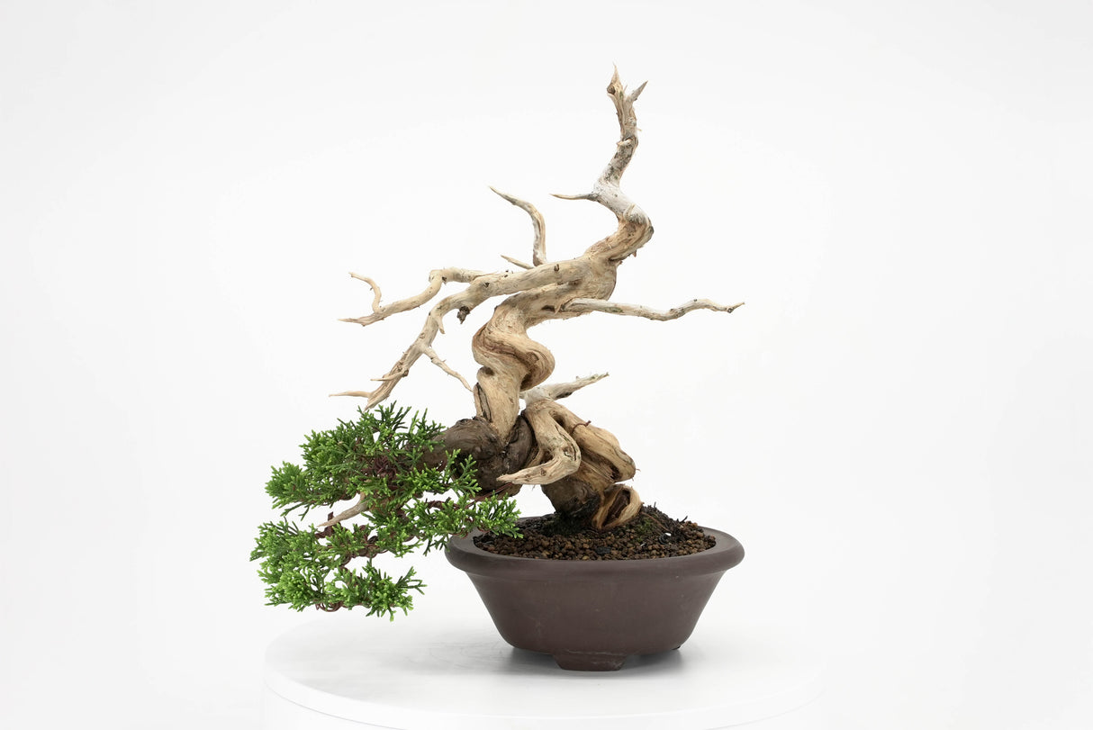 真柏 平松 No.010｜小品盆栽