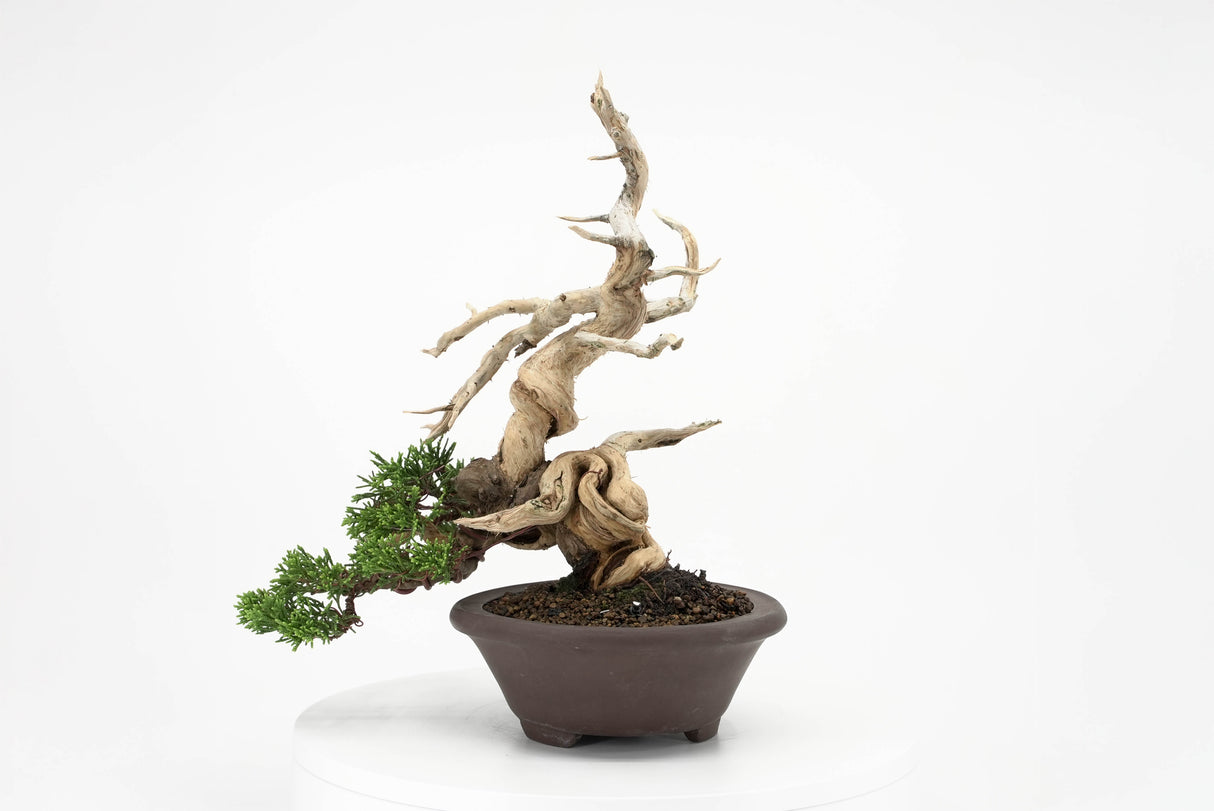 真柏 平松 No.010｜小品盆栽