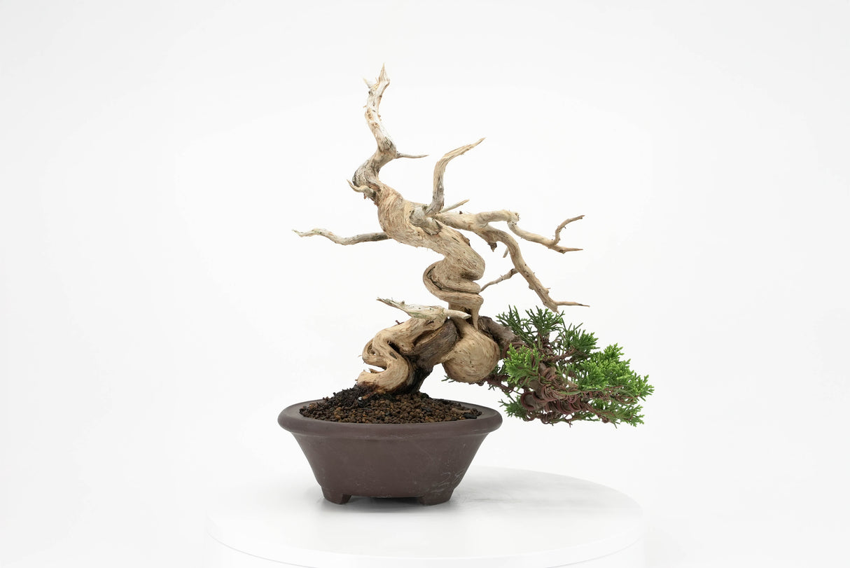 真柏 平松 No.010｜小品盆栽