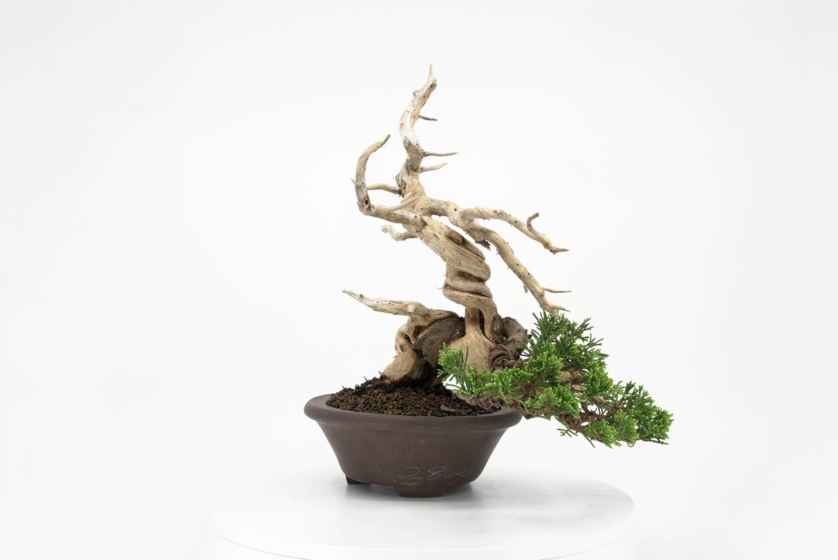 真柏 平松 No.010｜小品盆栽