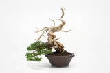 真柏 平松 No.010｜小品盆栽