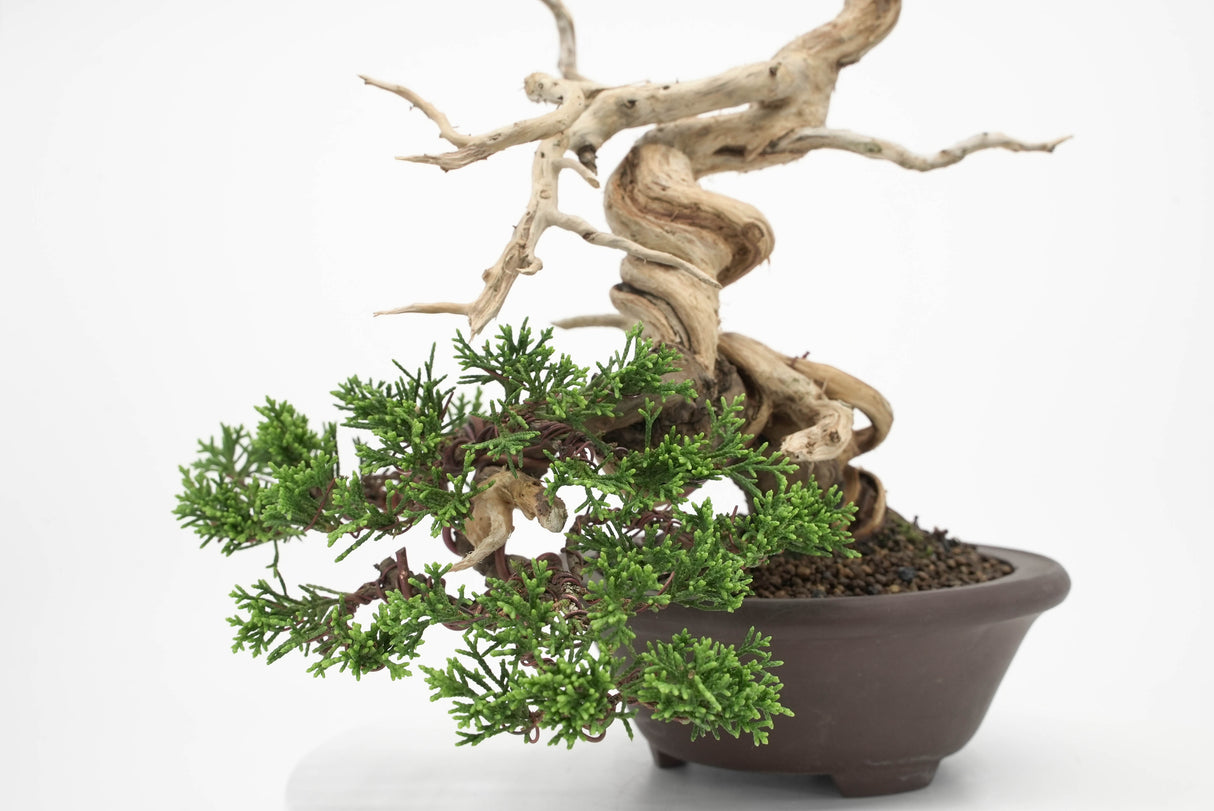 真柏 平松 No.010｜小品盆栽