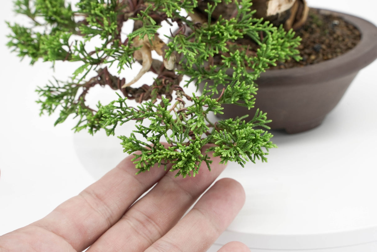 真柏 平松 No.010｜小品盆栽