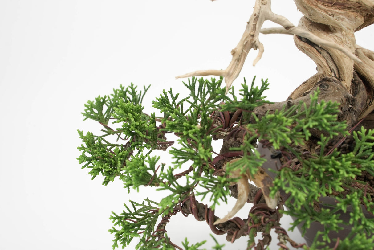 真柏 平松 No.010｜小品盆栽