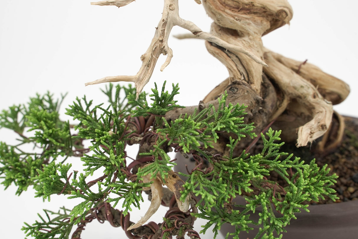 真柏 平松 No.010｜小品盆栽