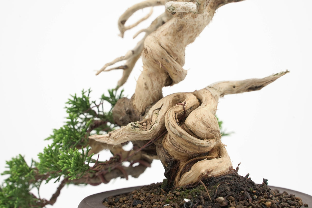 真柏 平松 No.010｜小品盆栽