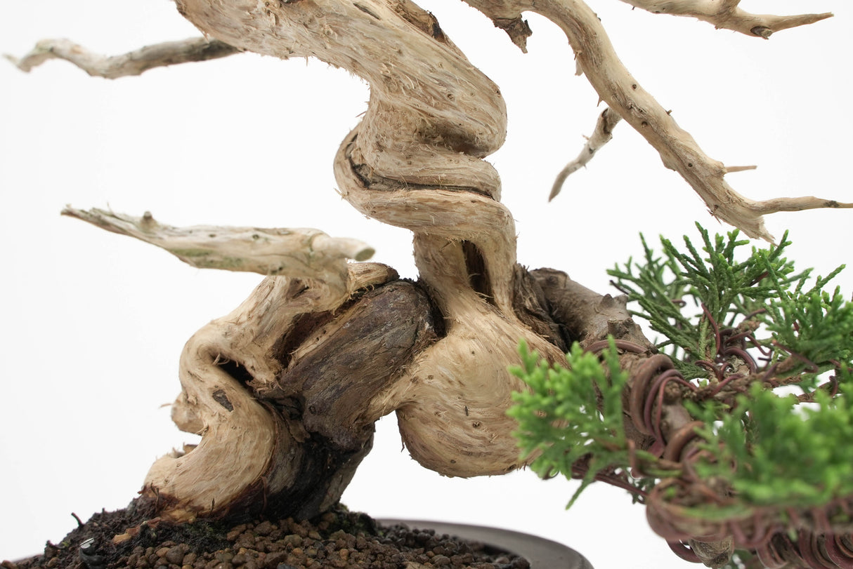 真柏 平松 No.010｜小品盆栽