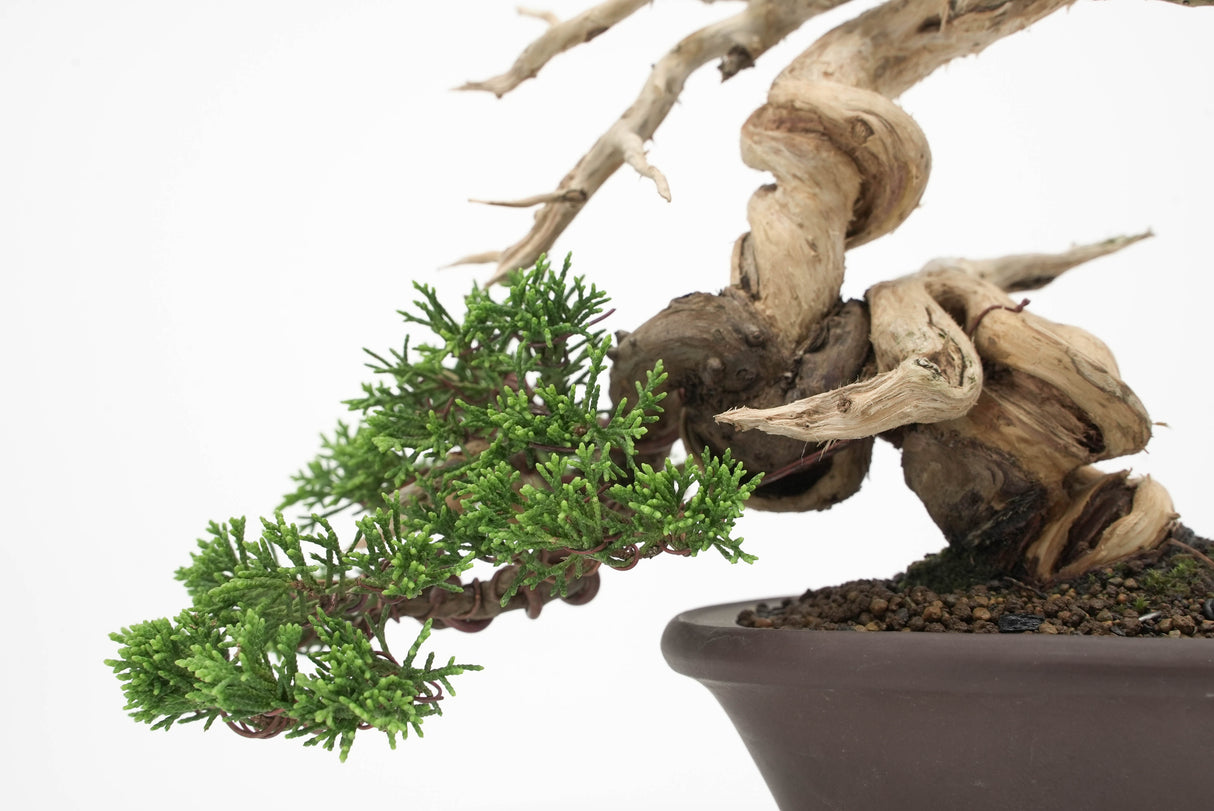 真柏 平松 No.010｜小品盆栽