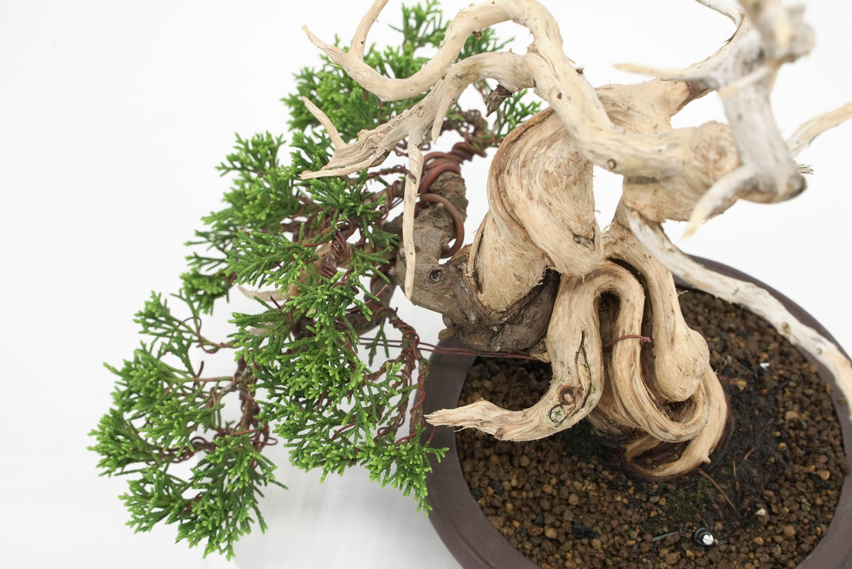 真柏 平松 No.010｜小品盆栽