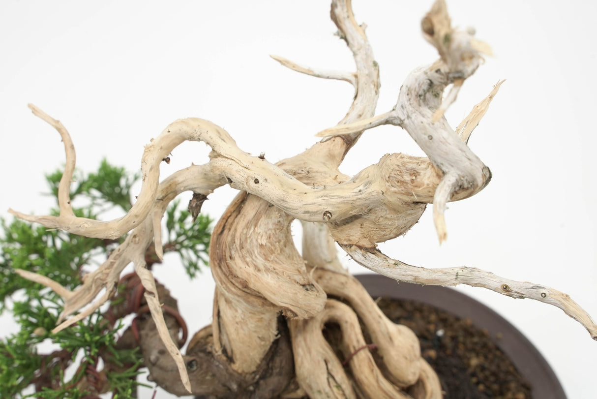 真柏 平松 No.010｜小品盆栽