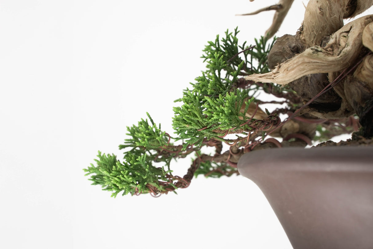 真柏 平松 No.010｜小品盆栽