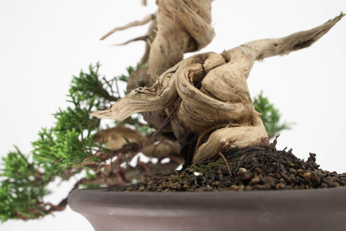 真柏 平松 No.010｜小品盆栽