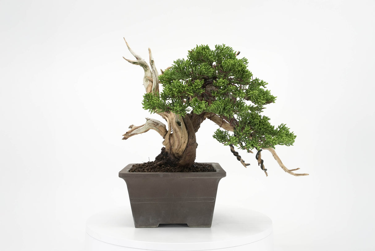 真柏 平松 No.011｜小品盆栽