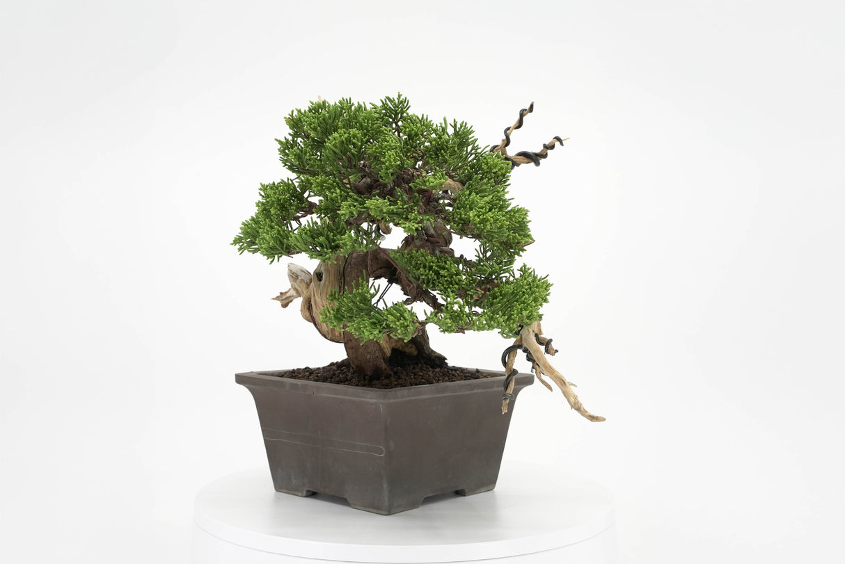 真柏 平松 No.011｜小品盆栽