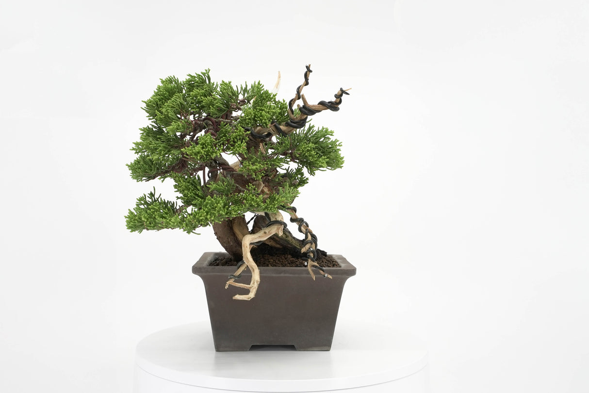 真柏 平松 No.011｜小品盆栽