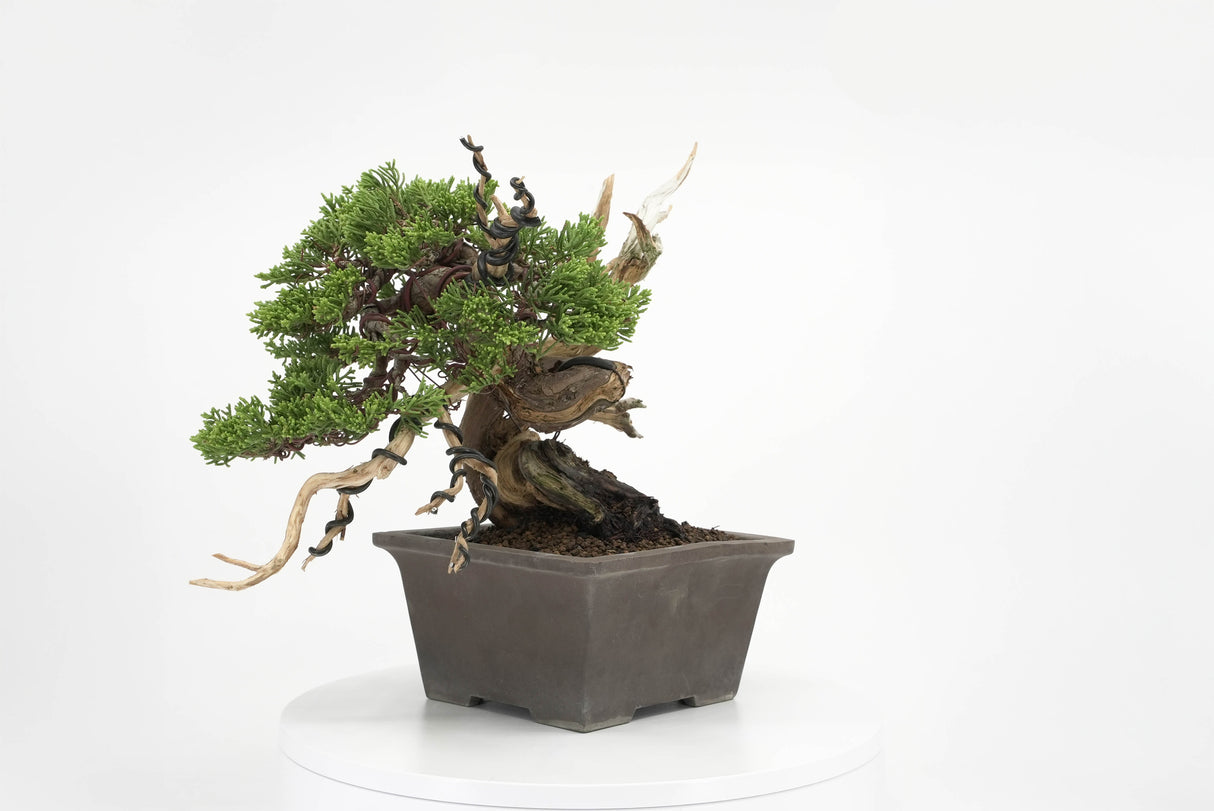 真柏 平松 No.011｜小品盆栽